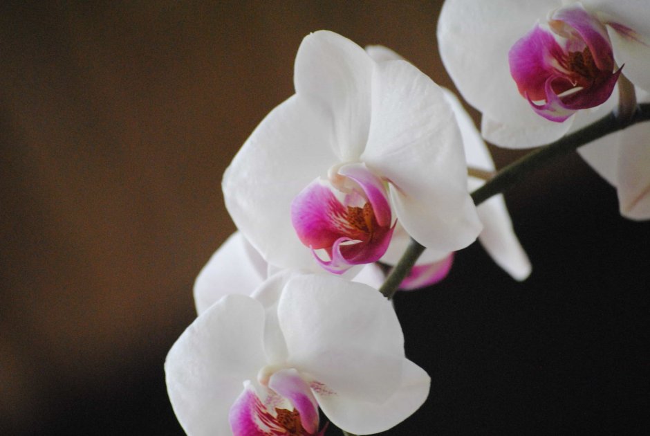 Орхидея Уайт Сноу