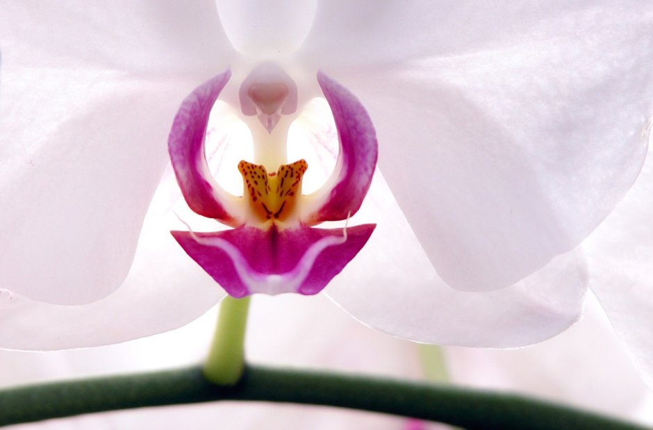 Фаленопсис Cyrene Орхидея