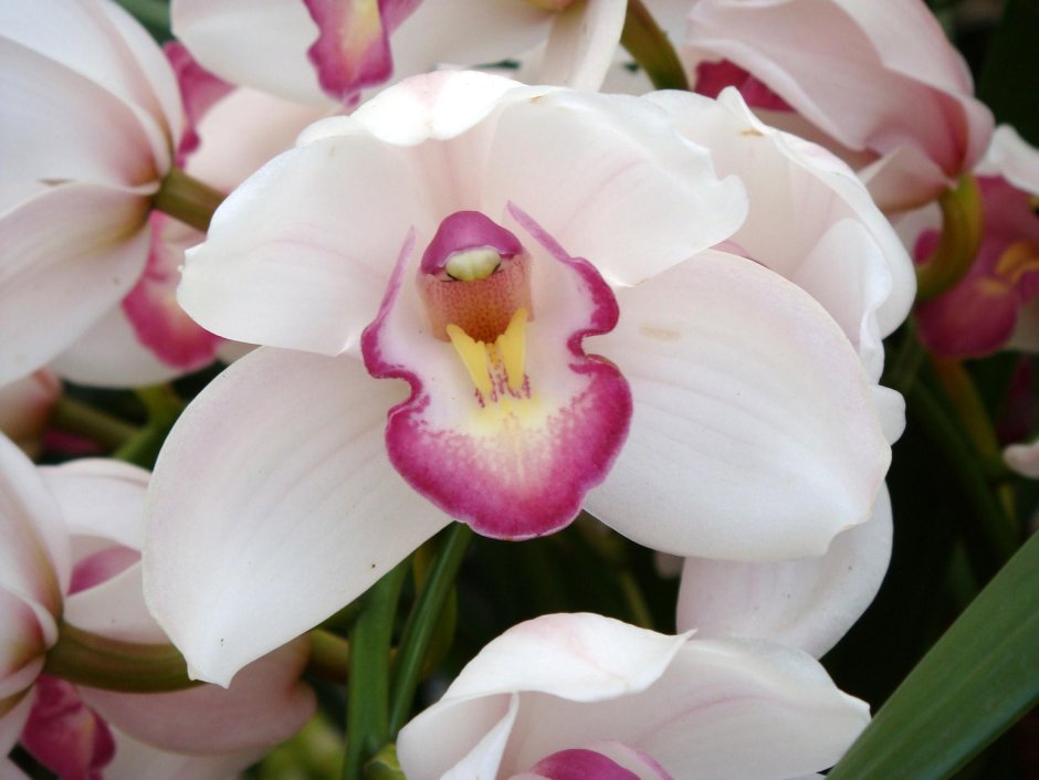 Орхидея белая с розовой серединкой