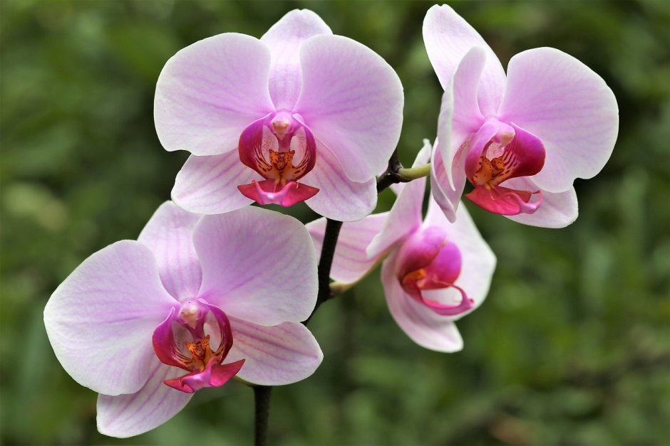 Точки на лепестках орхидеи