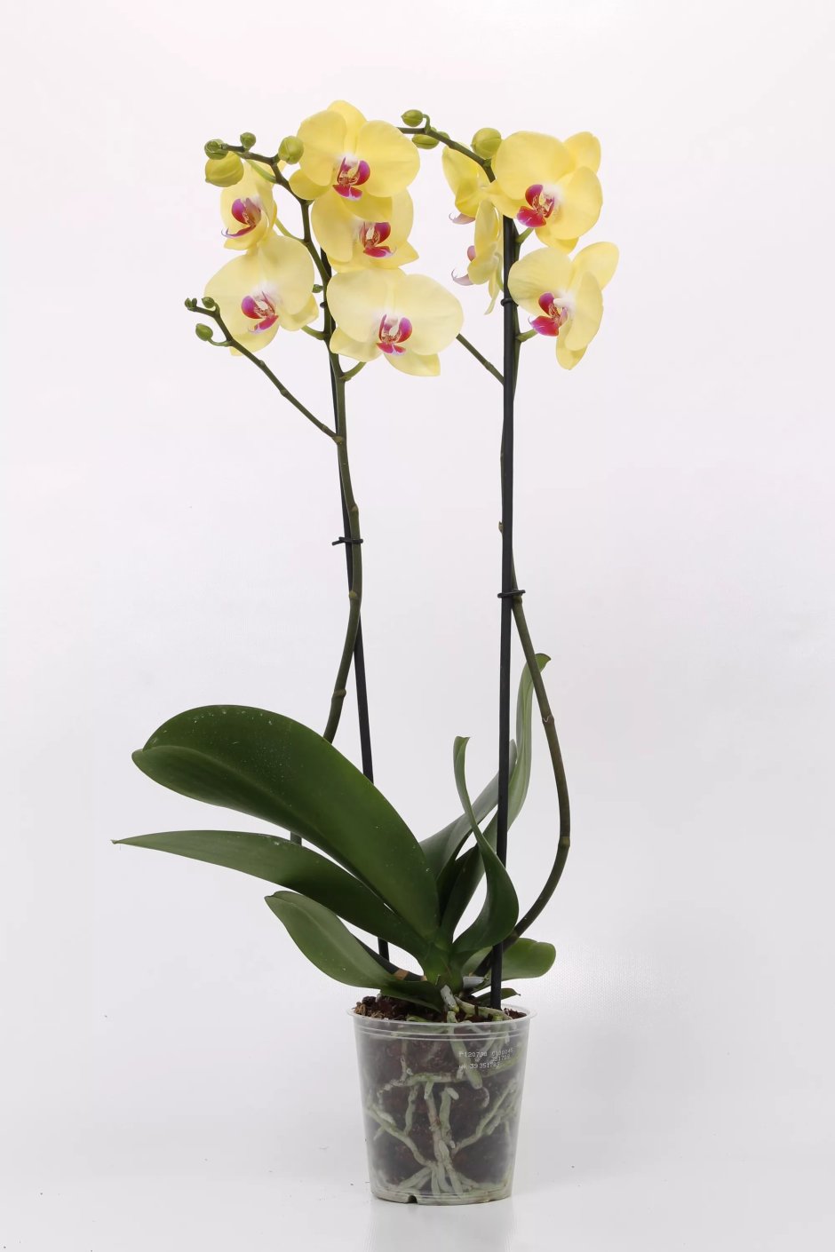 Орхидея фаленопсис Октопус