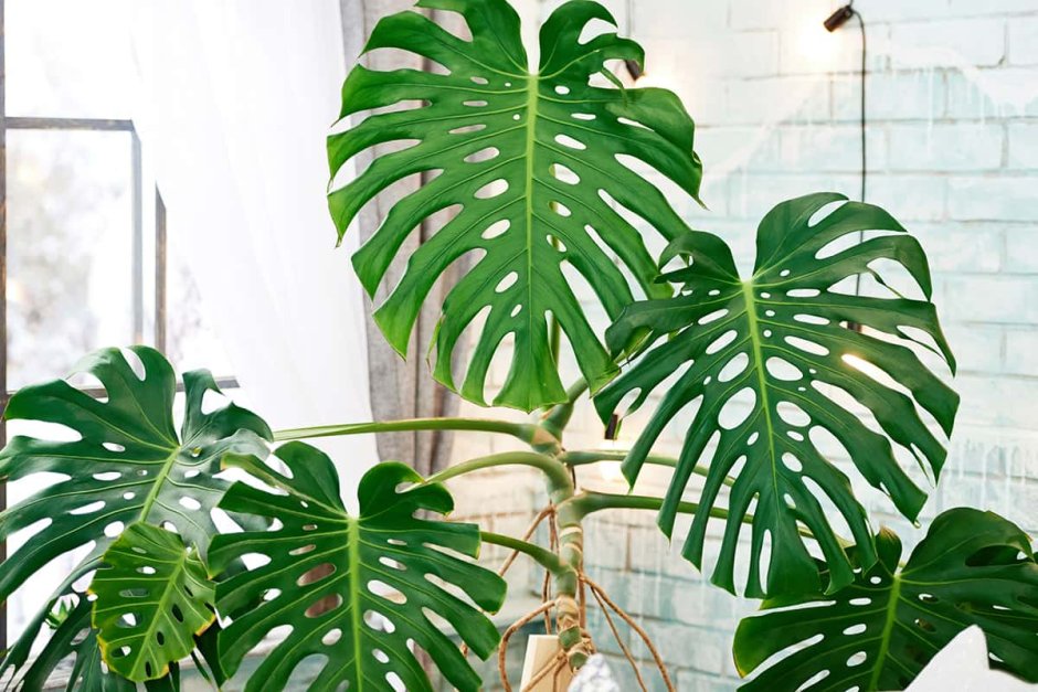 Монстера Делициоза (Monstera deliciosa)