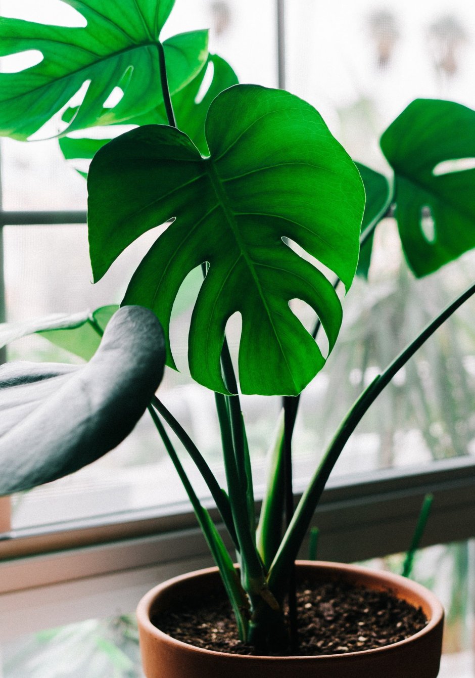 Монстера Делициоза (Monstera deliciosa)