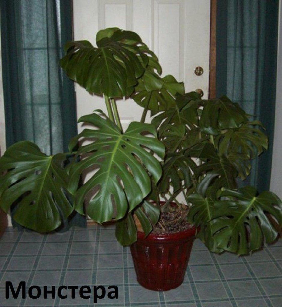 Монстера Делициоза (Monstera deliciosa)