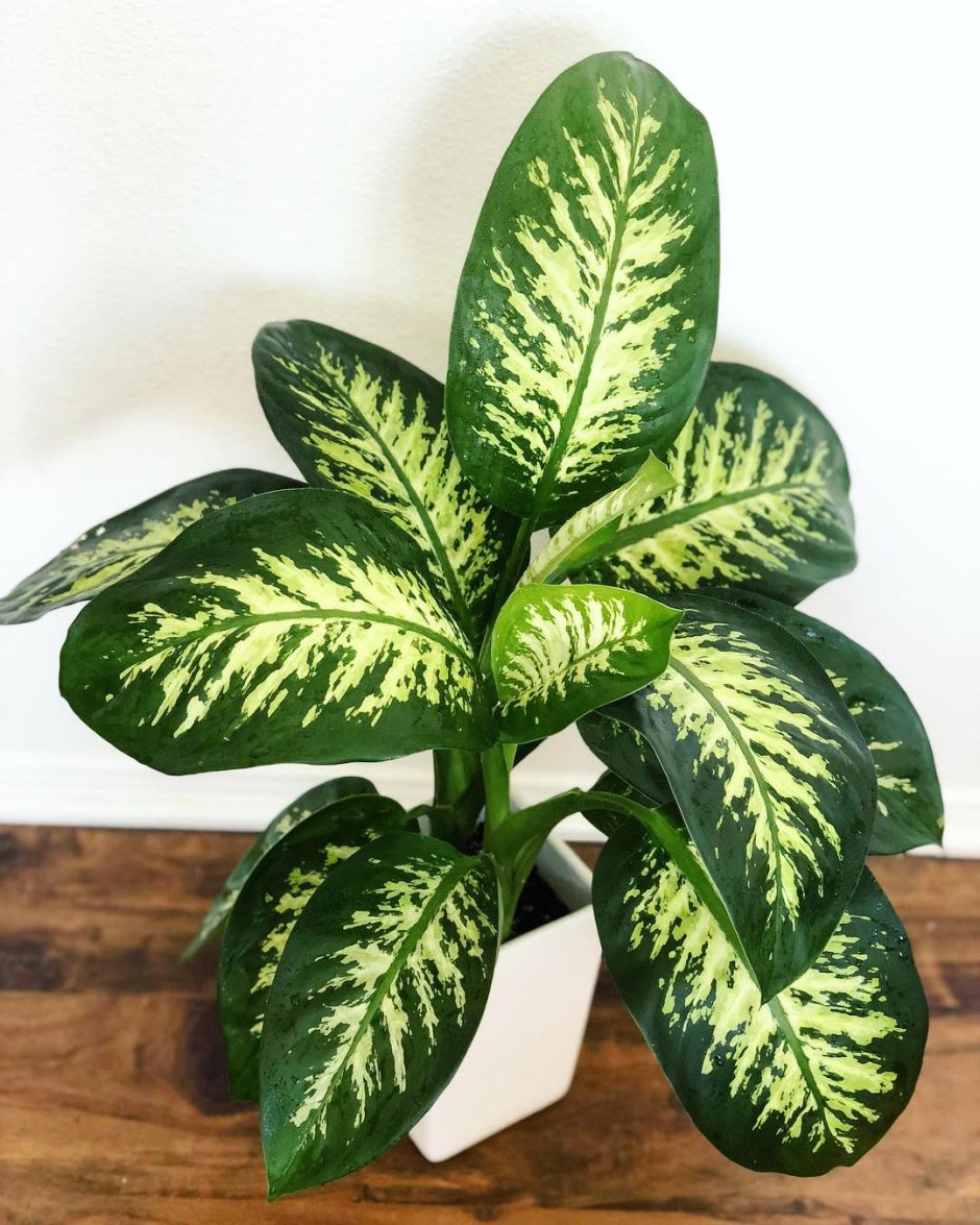 Монстера Делициоза (Monstera deliciosa)