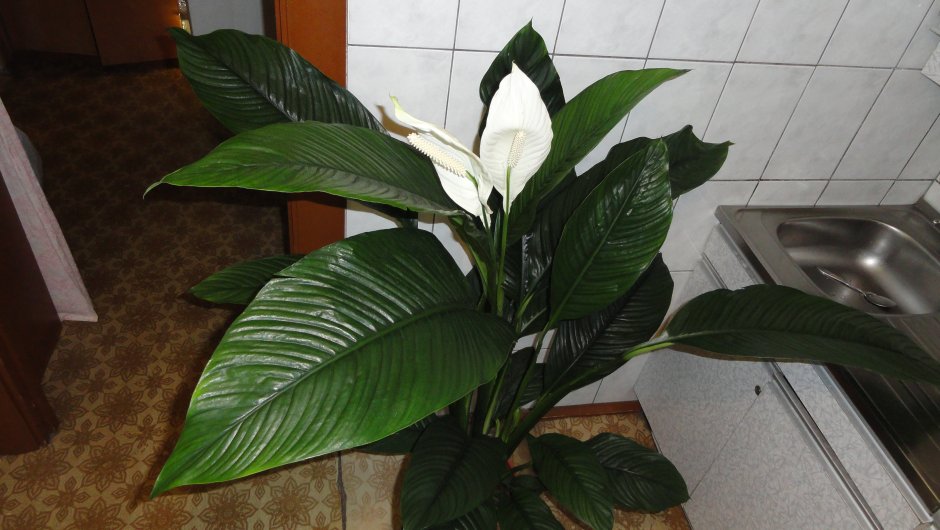 Монстера деликатесная (Monstera deliciosa)