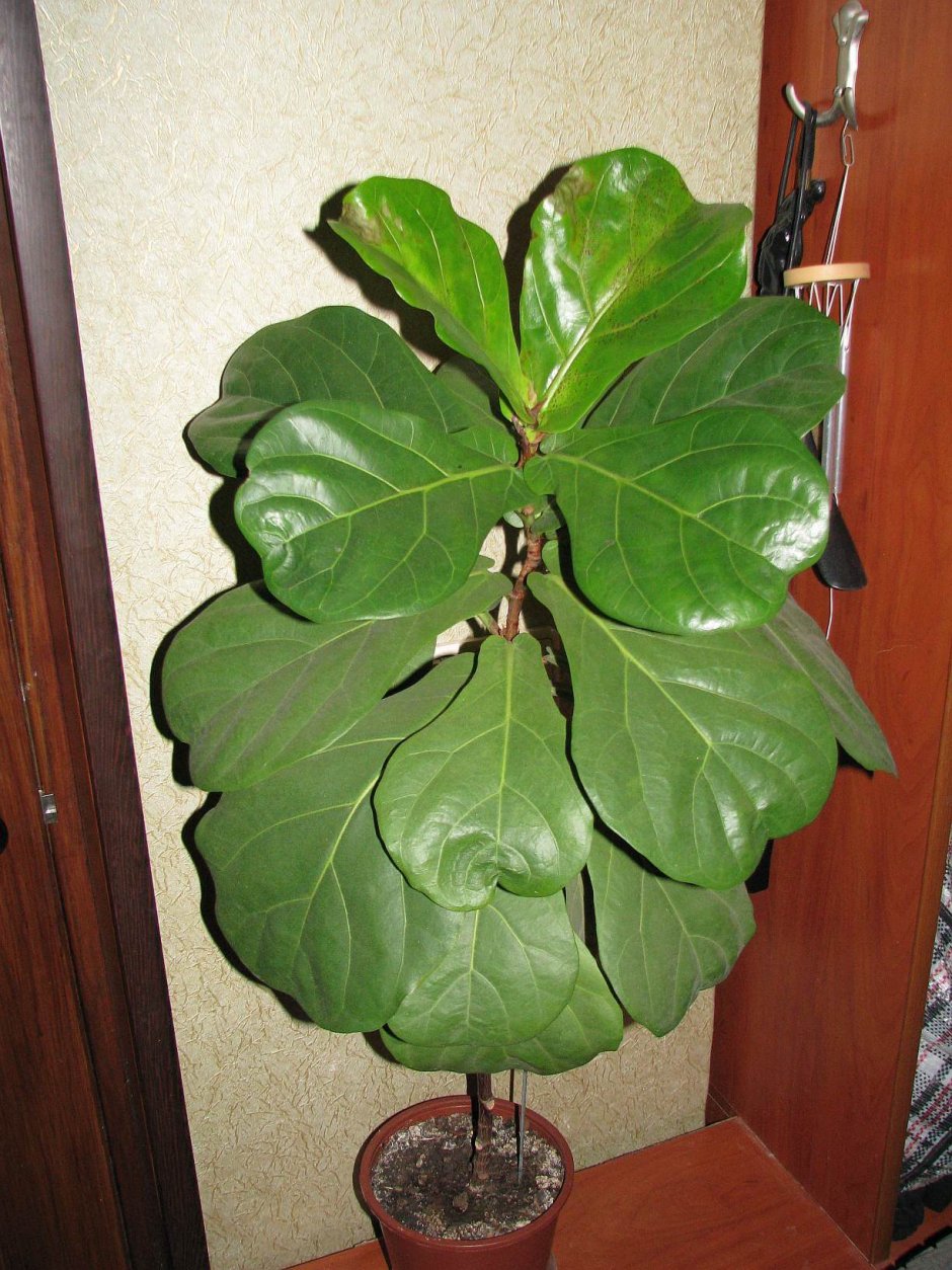 Монстера Делициоза (Monstera deliciosa)