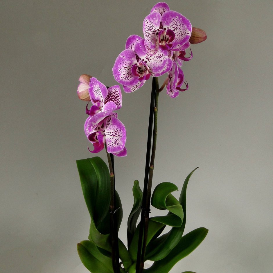 Фаленопсис Лидс Орхидея