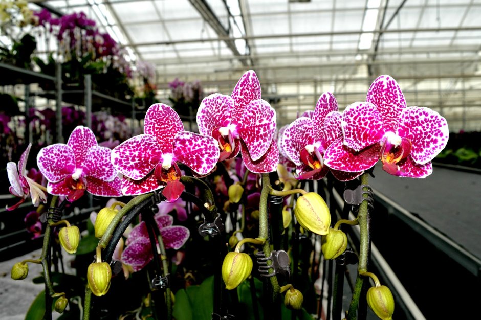 Орхидея фаленопсис Оливия