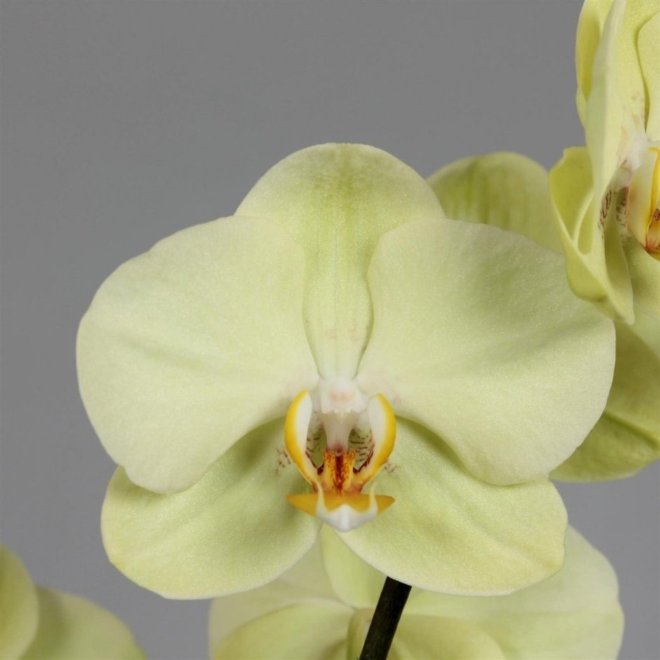 Фон орхидеи желтые