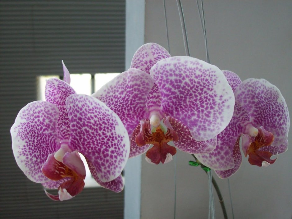 Орхидея Hsin Sesame