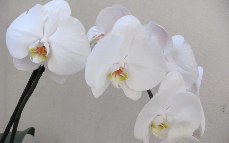 Фотофон нежные Орхидея лиловая