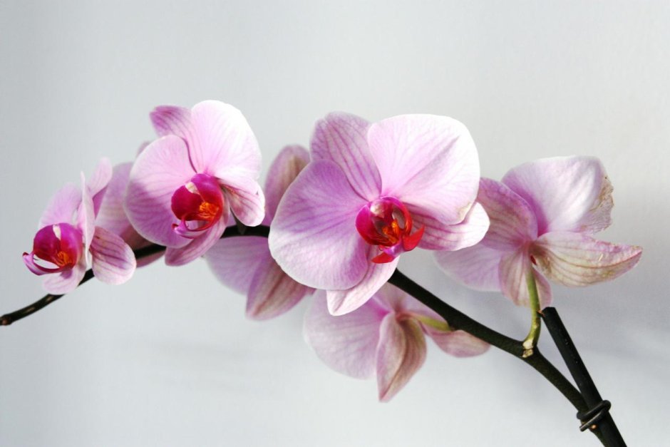 Орхидея Су