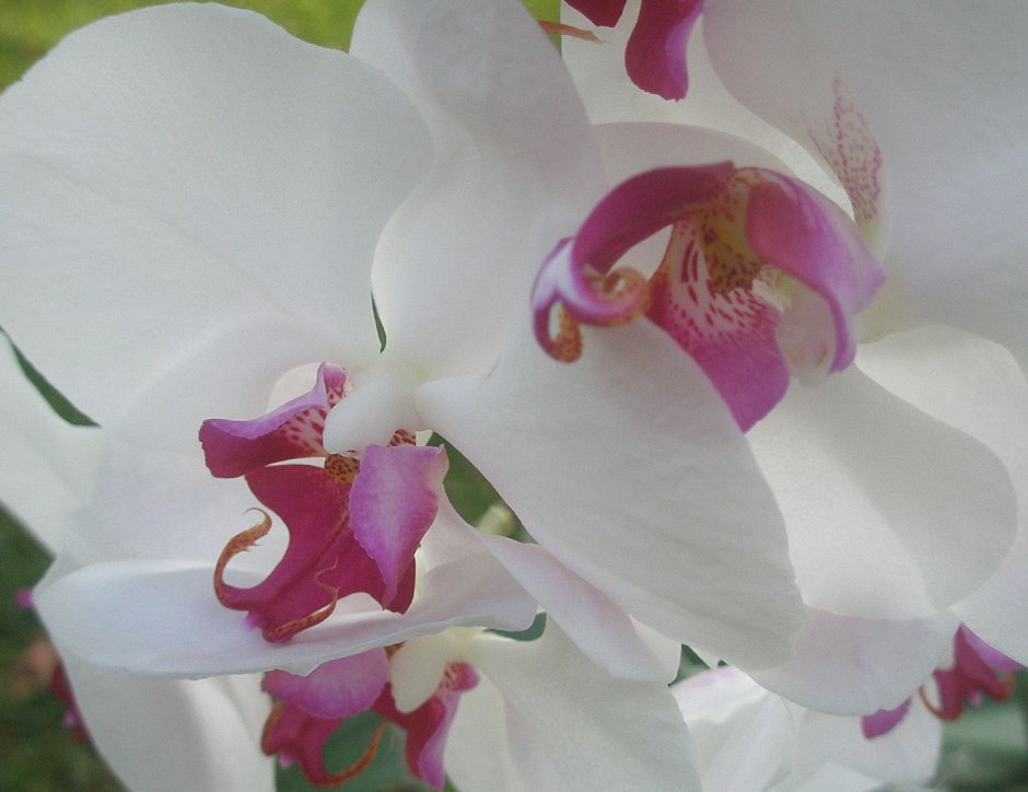 Орхидея розовая с белой губой