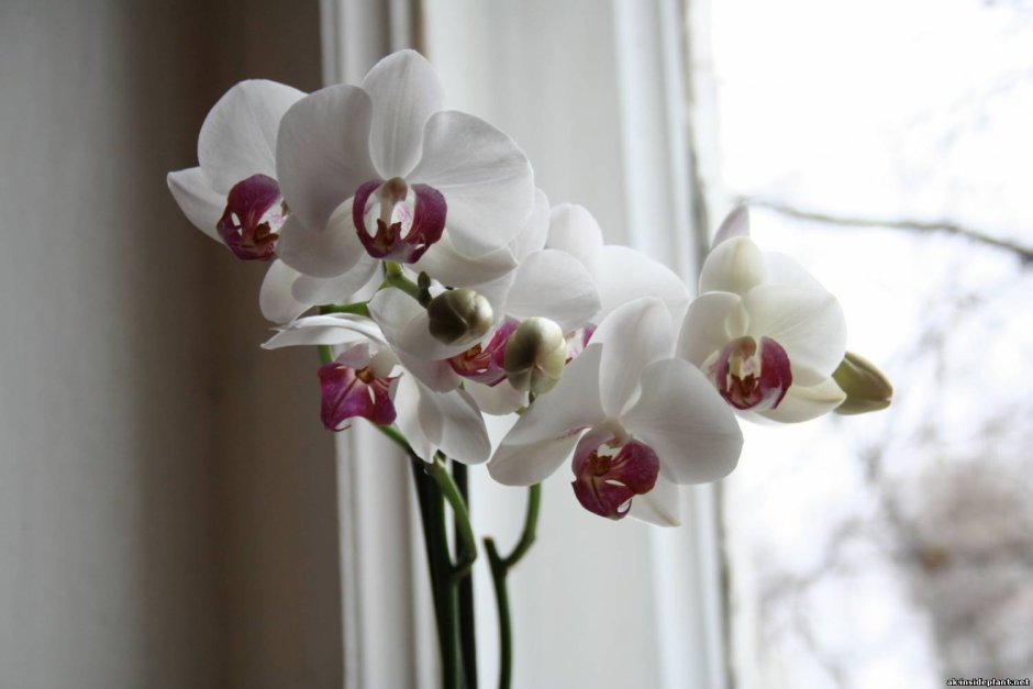 Орхидея фаленопсис белая с малиновой серединкой