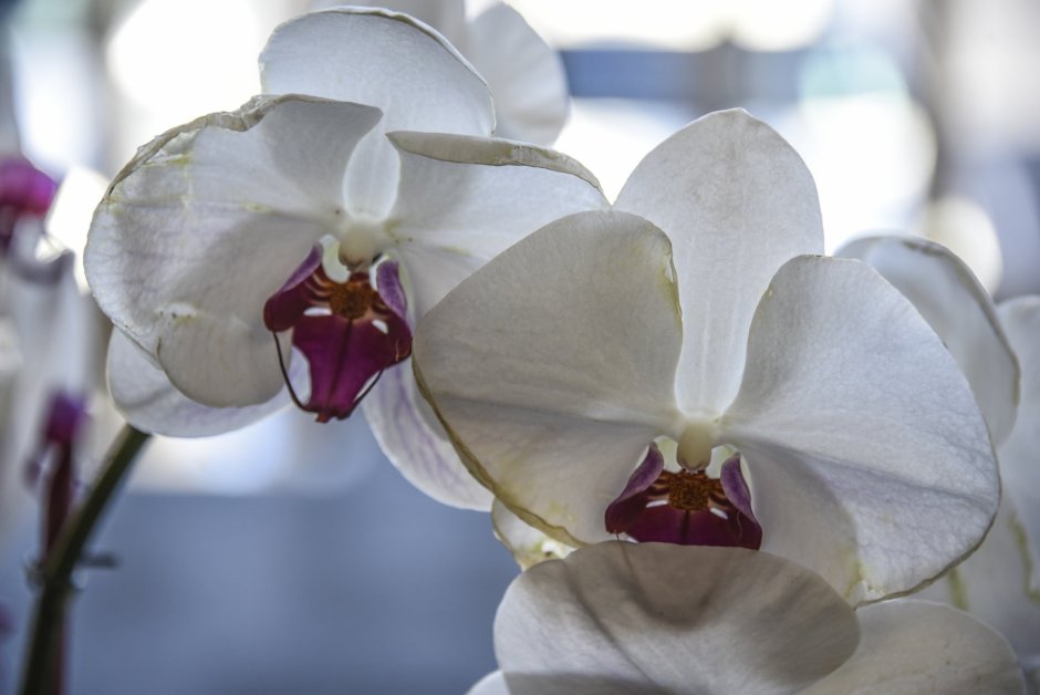 Белая Орхидея (2018) White Orchid