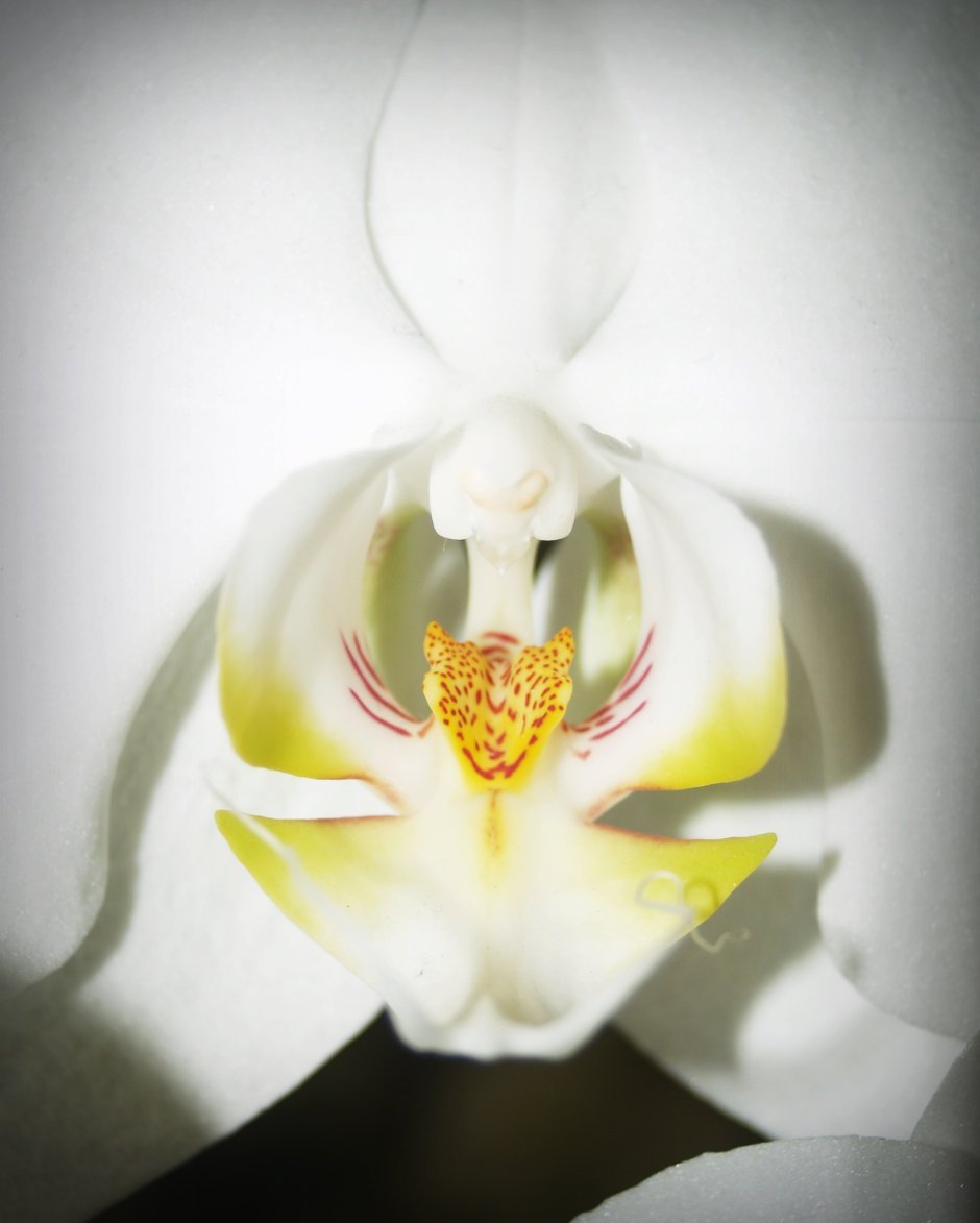 Орхидея белая с красной губой