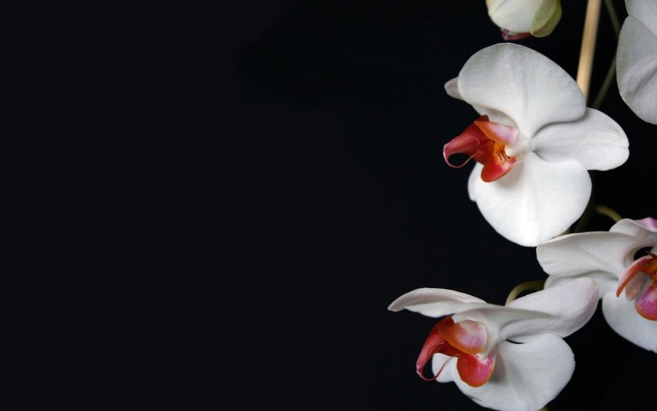 Орхидея фаленопсис Reykjavik