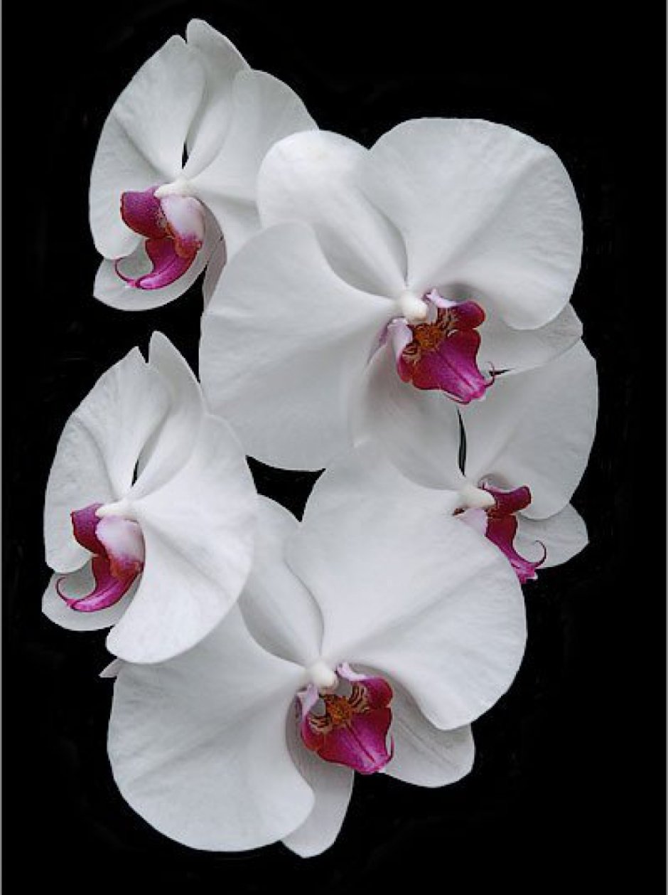 Орхидея белая с красным