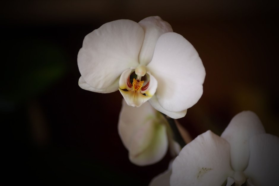 Орхидея белая с прожилками
