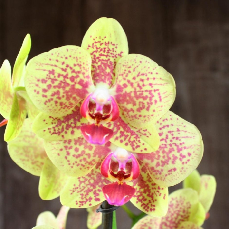 Цветок Орхидея Мокара Донгпорн