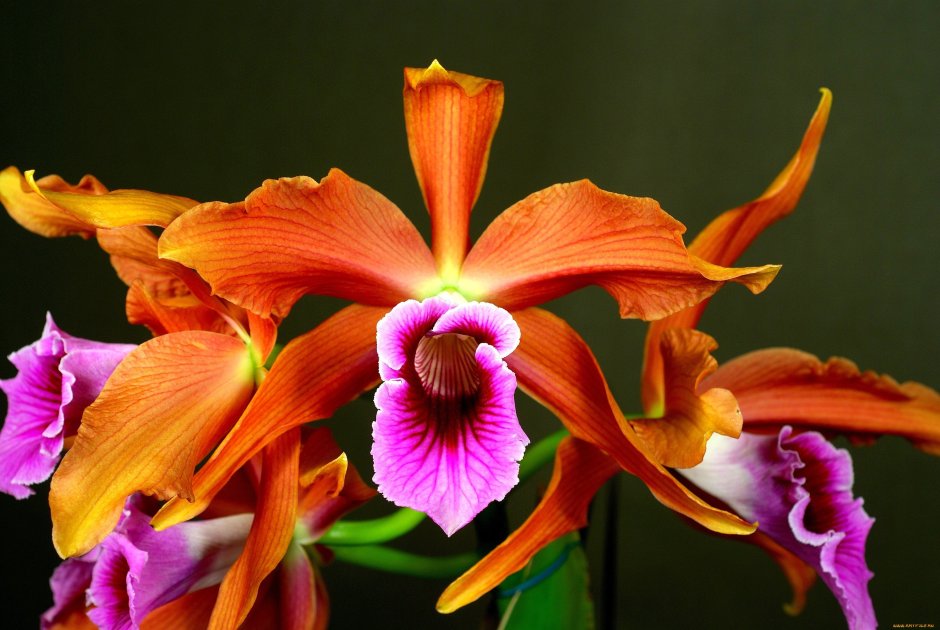 Орхидея Каттлея белая махровая
