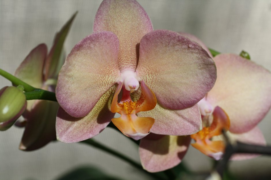 Логотип салона красоты Орхидея