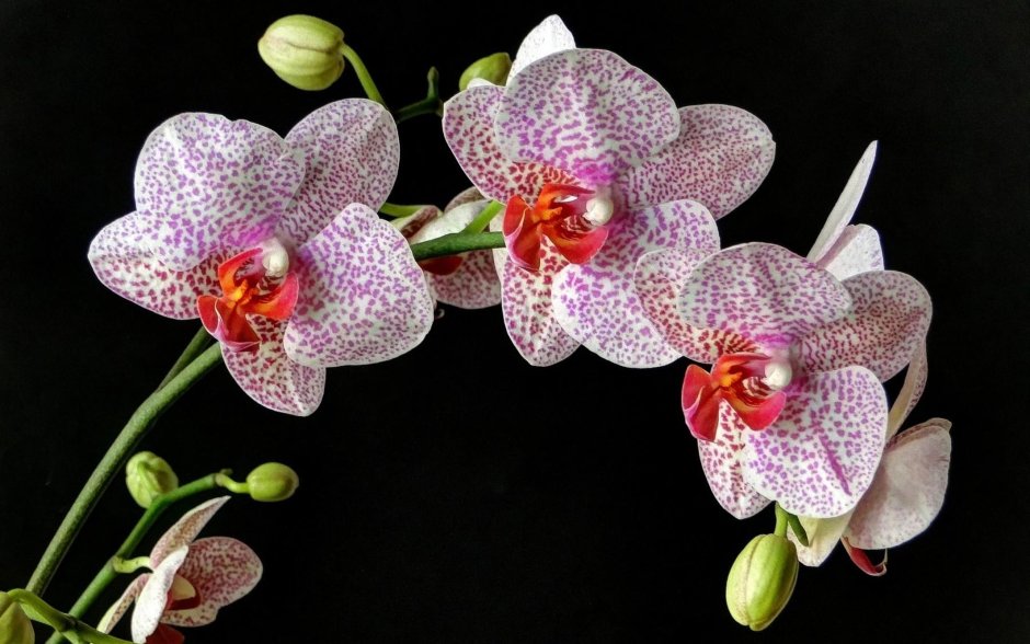 Орифлейм духи Орхидея