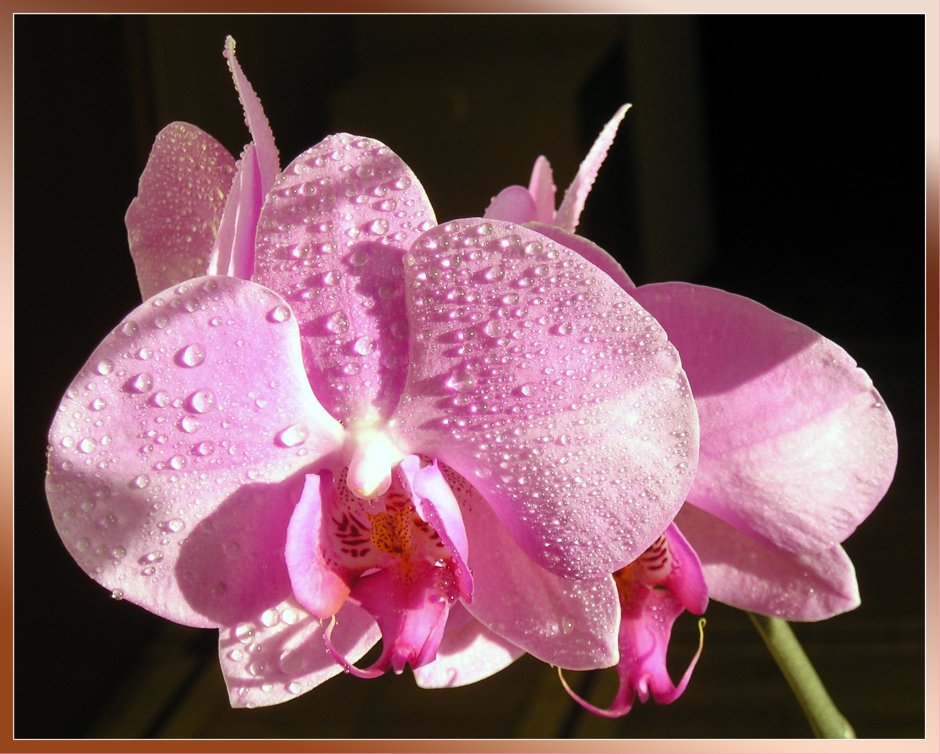 Орхидея фаленопсис Ашан