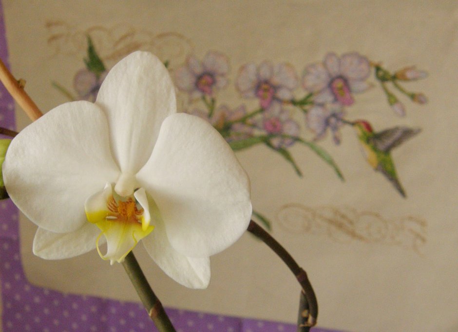 Орхидея Колибри