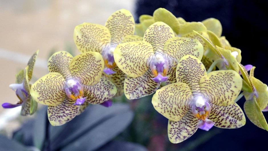 Илике Орхидея
