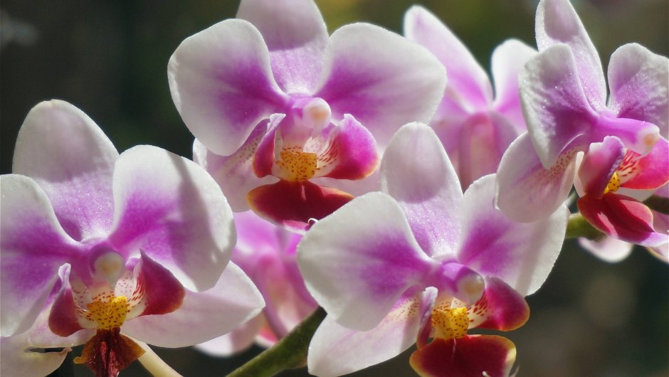 Обои на рабочий стол цветы орхидеи