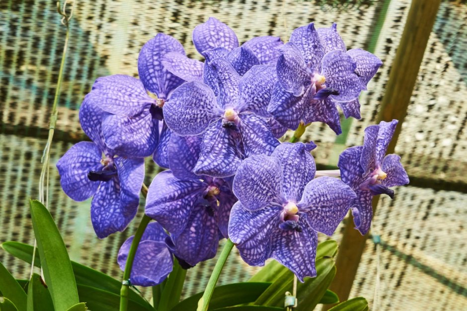 Орхидеи во Вьетнаме