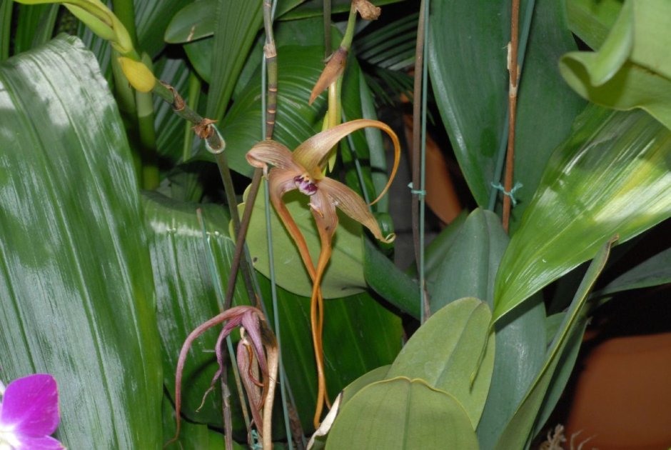 Орхидея бульбофиллум эхинолабиум