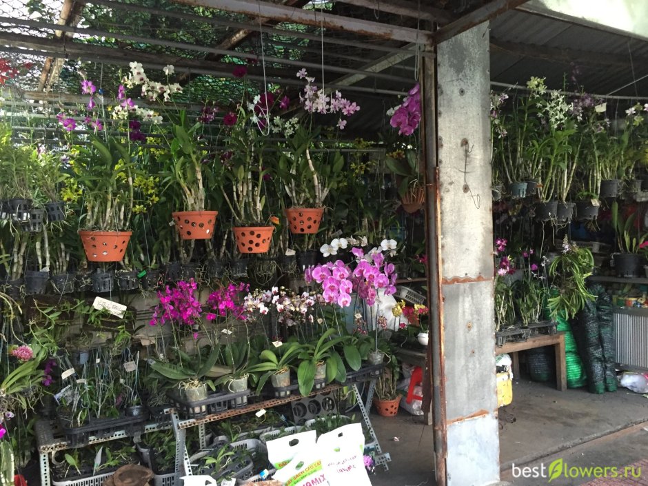 Орхидеи во Вьетнаме Далат