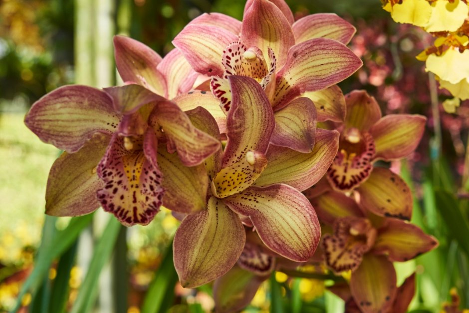 Далат орхидеи