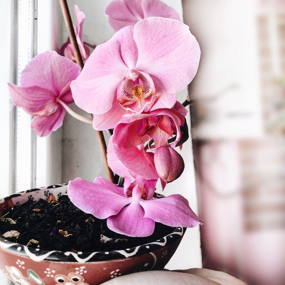Инстаграм про орхидеи