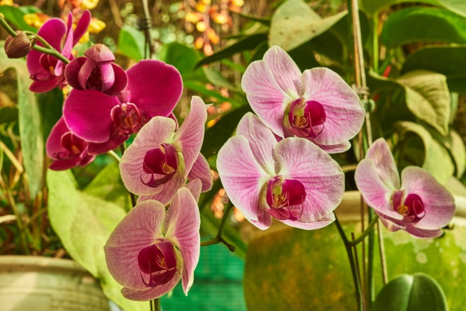 Вьетнамская Орхидея