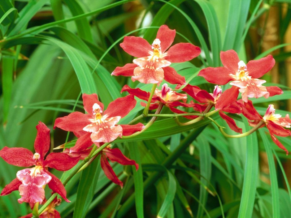Орхидея с зелено-красными листьями