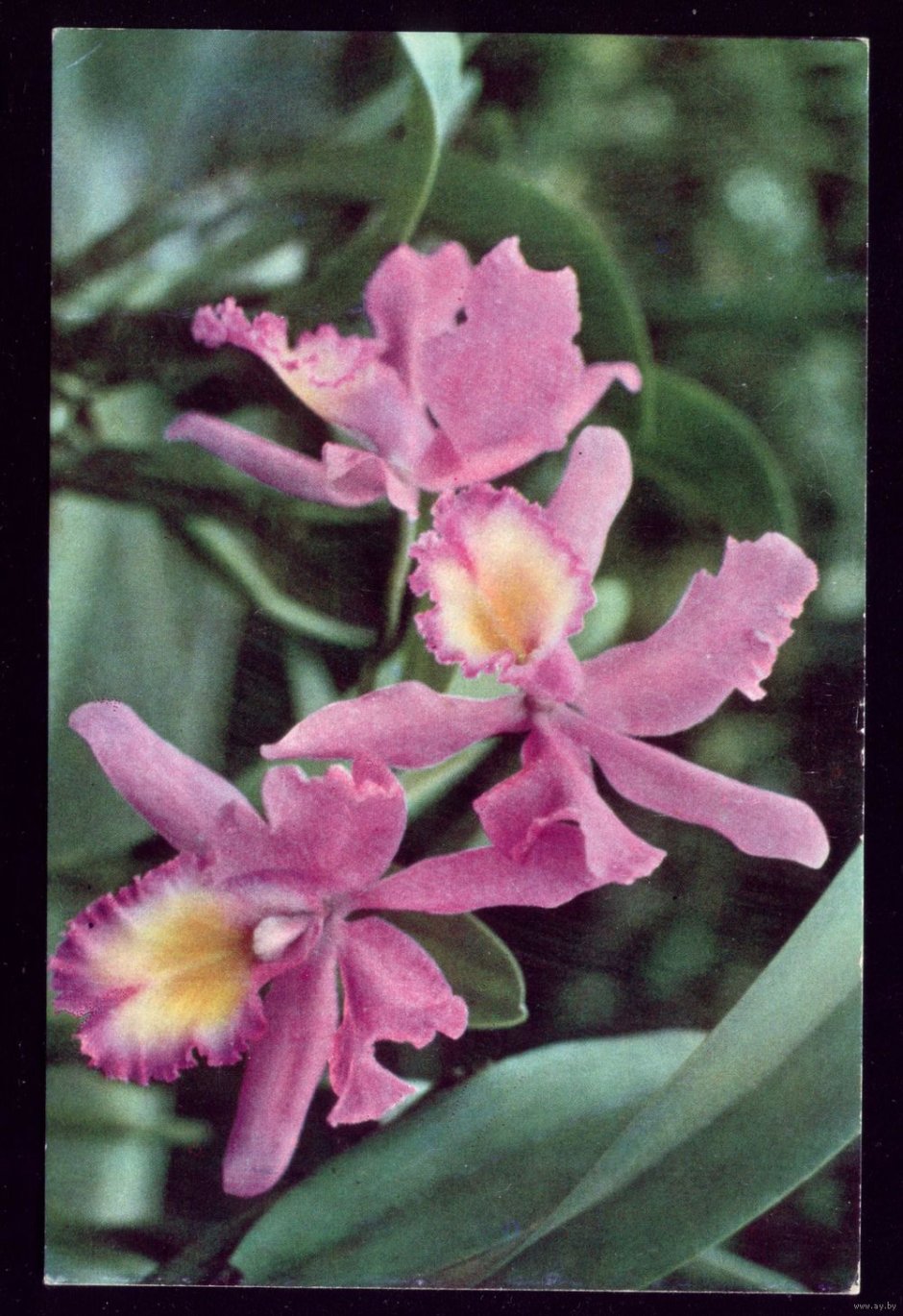 Орхидея вьетнамский принц