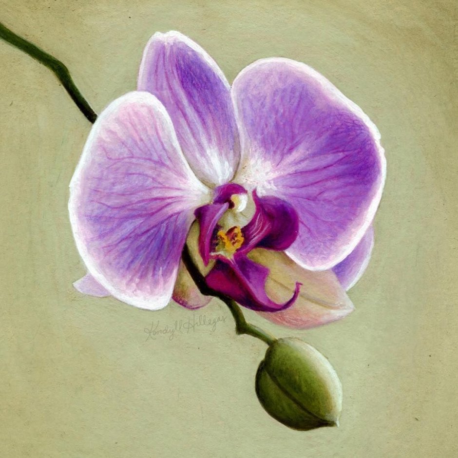 Орхидея фаленопсис Клеопатра