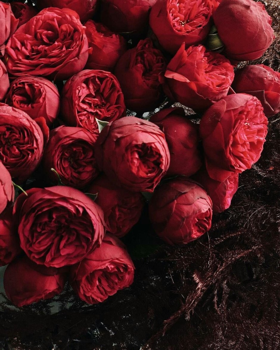 Цветы пионы букет красные