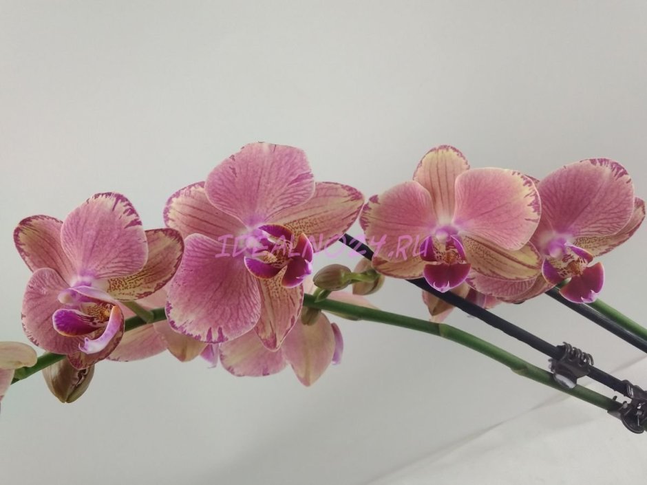 Орхидея розовый пират Пикоти
