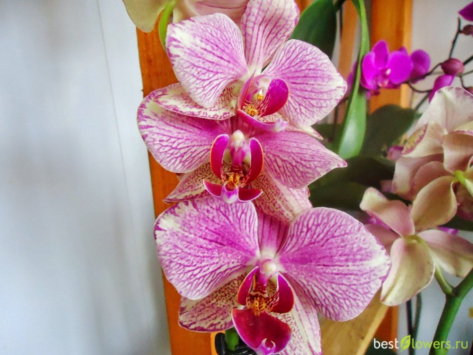 Орхидея Тропик Пикоти