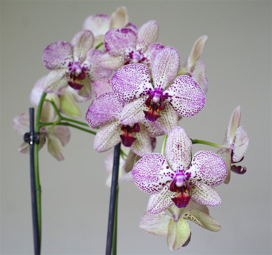 Tropic Picotee Орхидея
