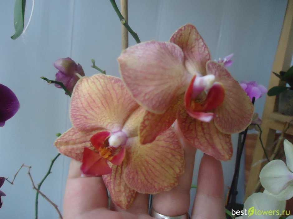 Орхидея lh1086 - zelena Xata