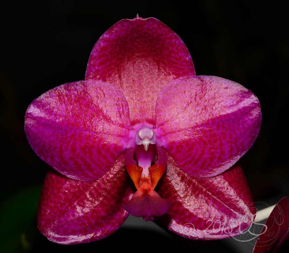Орхидея Mituo King