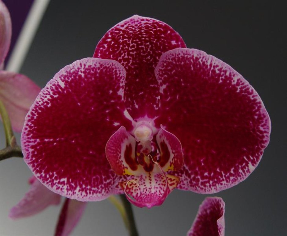Орхидея ред диамонд