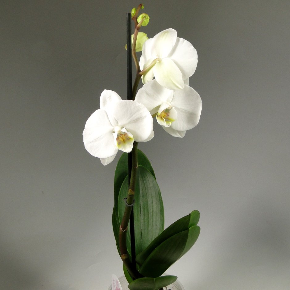 Орхидея Диамант