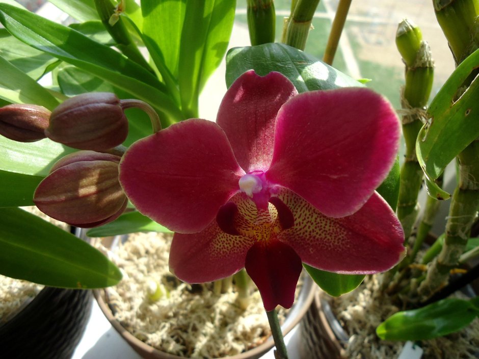Орхидея Даймонд Кинг